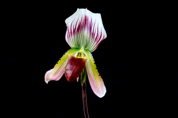 Paphiopedilum, (Lady'slipper), beautiful natural  orchid isolated on black background. © Nakornthai