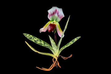 Paphiopedilum, (Lady'slipper), beautiful natural  orchid isolated on black background.