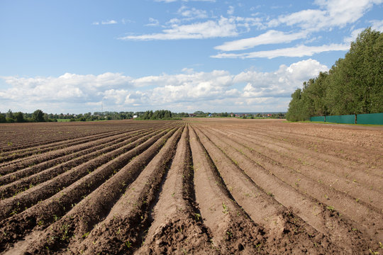 распаханное поле для посадки картофеля