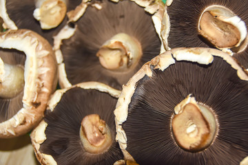 fresh raw hats of champignons mushrooms close-up close brown