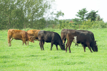 Herd of cows. Cows on the field