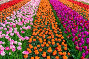 Fotobehang Spring blooming tulip field, The Netherlands © Noradoa