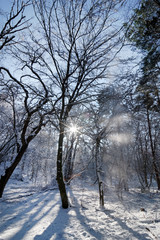 Fototapeta na wymiar Gorges d'Apremont sous la neige en forêt de Fontainebleau