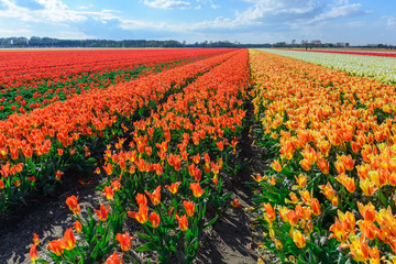 Spring blooming tulip field, The Netherlands