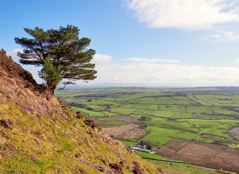 A pine tree overlooking Mosedale in the English Lake District, UK with the pennines in the far distance.