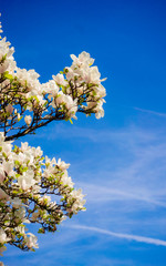 Magnolia. Flowers. Blooming trees