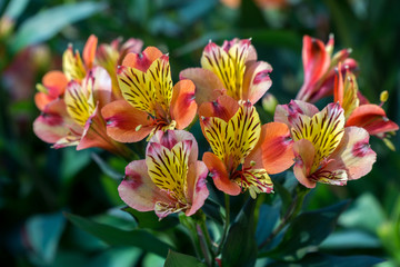 Autumn flowers