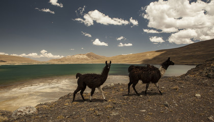 Fototapeta premium Two lamas crossing in front of a turquoise lake