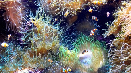 Aquarium