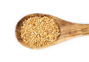 Wheat grains in wooden spoon isolated on white background, top view