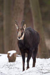 chamois, rupicapra rupicapra, Czech republic