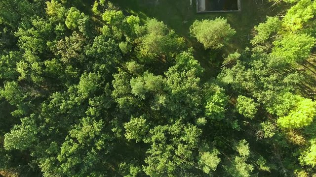 Aerial view camera moves rising up from green forest of dense mixed tree tops