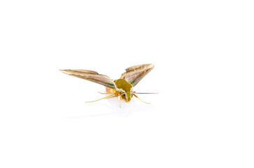 night butterfly on white background