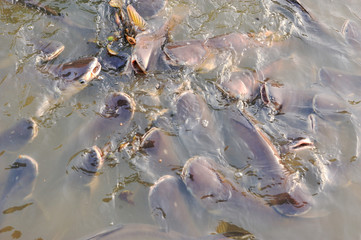 Walking catfish or clarias batrachus fish eating food in the asia river.