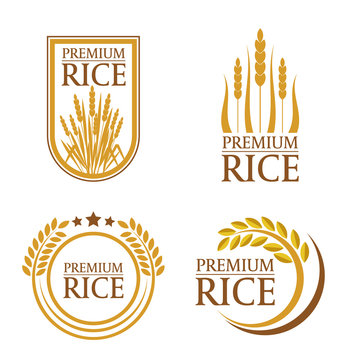 Orange brown paddy premium rice  natural product banner and logo art vector design