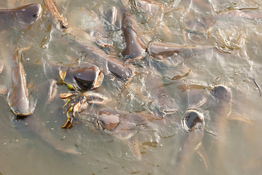 Walking catfish or clarias batrachus fish eating food in the asia river.