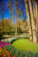 Plakat Beautiful garden. Park in The Spring. Spring landscape