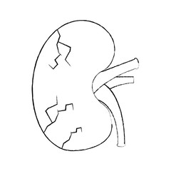 sick human kidney organ veins part icon vector illustration sketch design