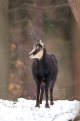 chamois, rupicapra rupicapra, Czech republic