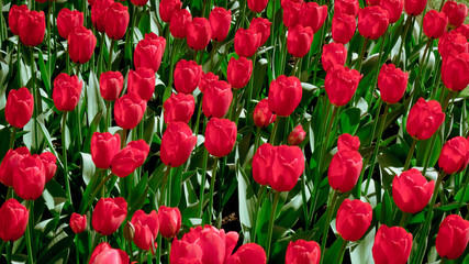 Fototapeta premium colorful tulips. tulips in spring