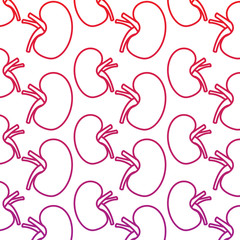 wallpaper with human kidney organs medical vector illustration