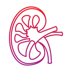 kidney section artery and vein anatomy human vector illustration  red degraded line color
