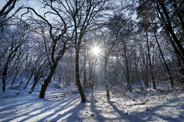 Gorges d'Apremont sous la neige en forêt de 
Fontainebleau