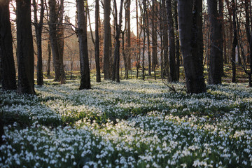 parterre de Perce neiges au printemps