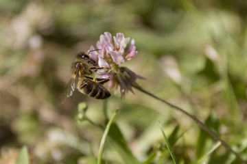 Gros plan sur une abeille qui butine une fleur
