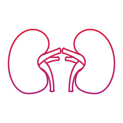 kidney medical healthy internal human organs vector illustration  red degraded line color