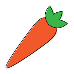 vegetable food healthy carrot fresh vector illustration 