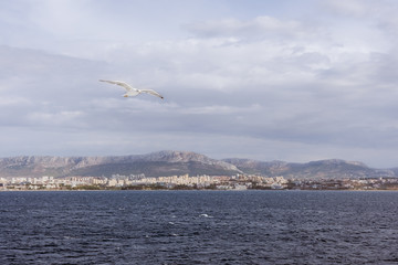 Fototapeta na wymiar Landscape with seagull flying over the sea near Split, Croatia