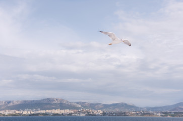 Fototapeta na wymiar Summer landscape with seagull flight over the Adriatic Sea