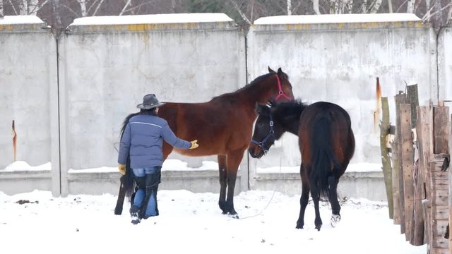 Brown horses walking in an open paddock in winter and horse-feeding rider