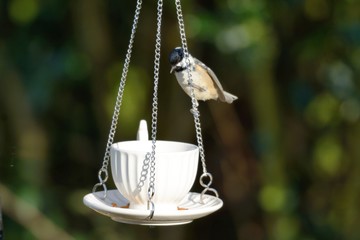 A coal-tit, Periparus ater, peering into a china cup of mealworms. Distinguishable from the great-tit by a white patch on the back of the head.
