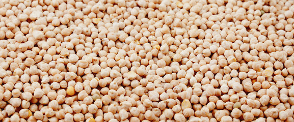 Raw chickpeas, panorama, background, texture.