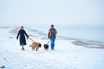 Dog walk on Frozen Beach