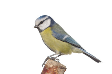 bird tit on branch