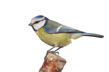 Obraz premium bird tit on branch