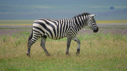 Fototapeta na wymiar Zebra posing in the fields at Serengeti National Park Tanzania