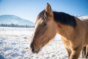 Obraz premium Ruhiges Pferd auf Feld, Winter, Portrait