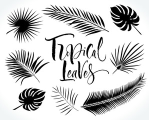 Set of tropical palm leaves silhouettes isolated on white background. Vector illustration.