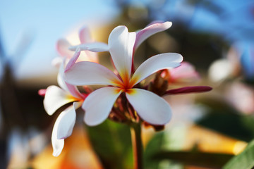 Beautiful tropical flowers