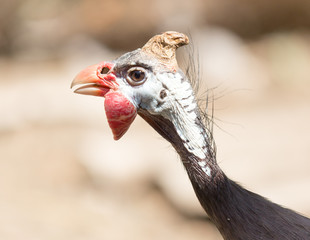 Portrait of a guinea fowl on a farm