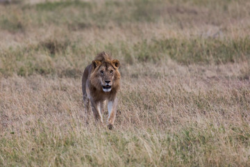 Löwe (Panthera leo)