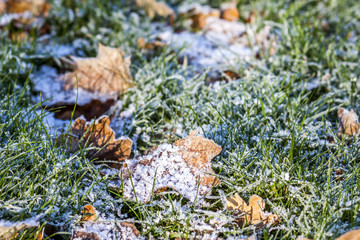 Leaves and green grass on a meadow covered with snow