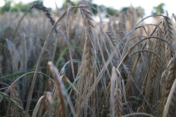 Fototapeta premium Getreide