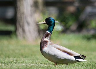 Mallard in Suburbia 2