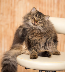 Portrait of a furry cat Maine Coon