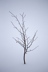 Dry grass in snow on nature in winter